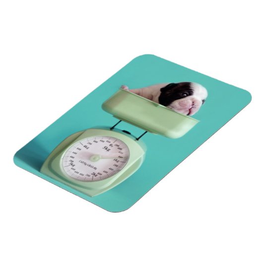 Bulldog Welpe Magnet (Linke Seite)