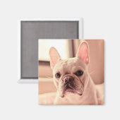 Bulldog Welpe Magnet (Vorderseite/Rückseite)