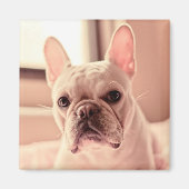 Bulldog Welpe Magnet (Vorne)