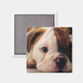 Bulldog Welpe Magnet (Vorderseite/Rückseite)