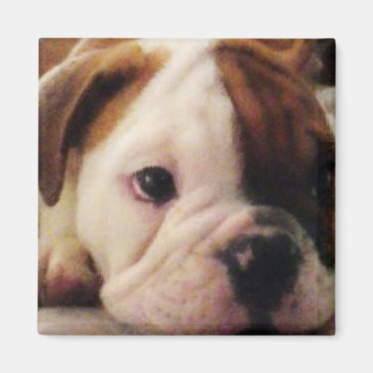 Bulldog Welpe Magnet (Vorne)