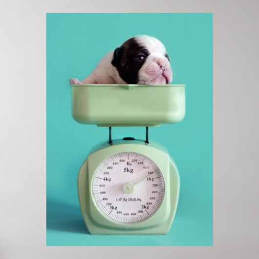 Bulldog Welpe Poster (Vorne)