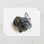 Bulldog Welpe Postkarte (Vorne/Hinten)