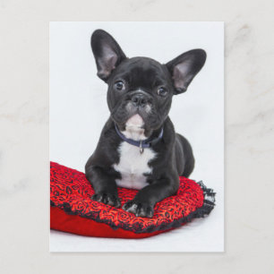 Bulldog-Welpe Postkarte