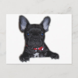 Bulldog Welpe Postkarte