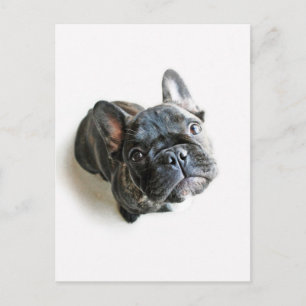 Bulldog Welpe Postkarte