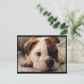 Bulldog Welpe Postkarte (Stehend Vorderseite)
