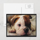 Bulldog Welpe Postkarte (Vorne/Hinten)