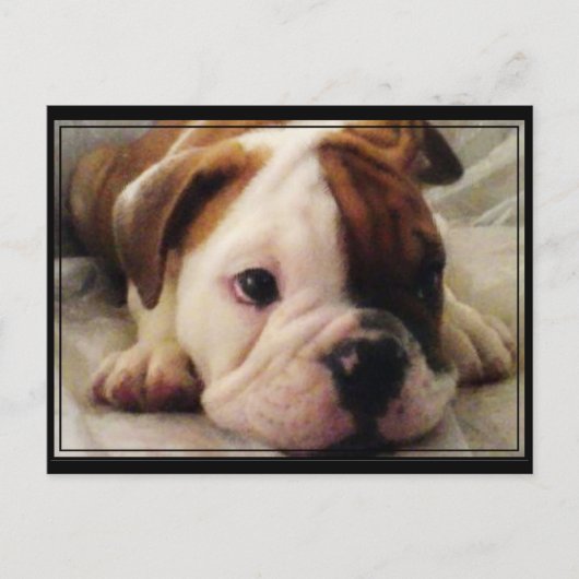 Bulldog Welpe Postkarte (Vorderseite)