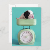 Bulldog Welpe Postkarte (Vorne/Hinten)