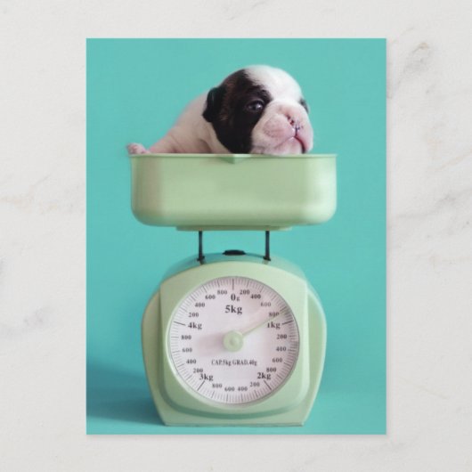 Bulldog Welpe Postkarte (Vorderseite)