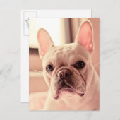 Bulldog Welpe Postkarte (Vorne/Hinten)