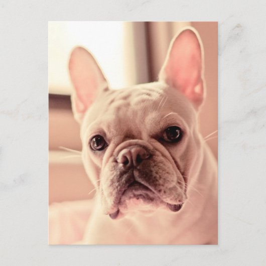 Bulldog Welpe Postkarte (Vorderseite)