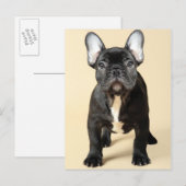 Bulldog Welpe Postkarte (Vorne/Hinten)
