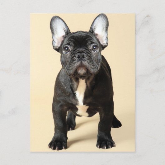 Bulldog Welpe Postkarte (Vorderseite)