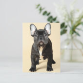 Bulldog Welpe Postkarte (Stehend Vorderseite)