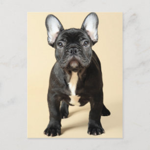 Bulldog Welpe Postkarte
