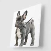 Bulldog Welpe Quadratische Wanduhr (Winkel)