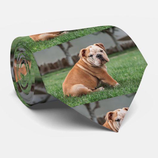 Bulldog-Welpe rot und weiß Krawatte (Gerollt)