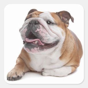 Bulldog-Welpen-Aufkleber Quadratischer Aufkleber
