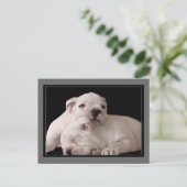 Bulldog Welpen Postkarte (Stehend Vorderseite)