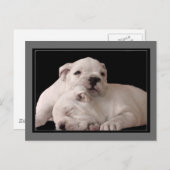 Bulldog Welpen Postkarte (Vorne/Hinten)