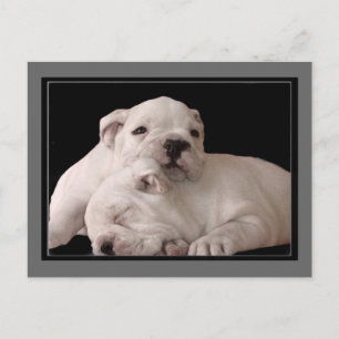 Bulldog Welpen Postkarte