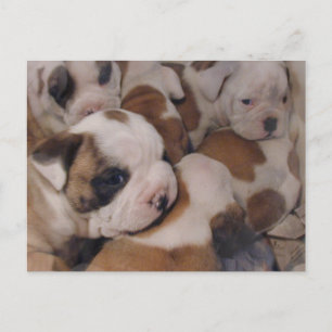 Bulldog Welpen Postkarte