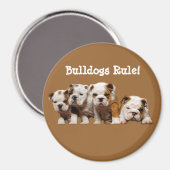 Bulldog Welppies Magnet (Vorderseite/Rückseite)