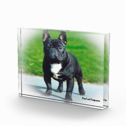 Bulldoge Fotoblock (Rechts)