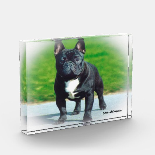 Bulldoge Fotoblock (Links)