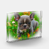 Bulldoge Fotoblock (Links)