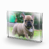 Bulldoge Fotoblock (Rechts)