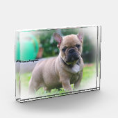 Bulldoge Fotoblock (Links)