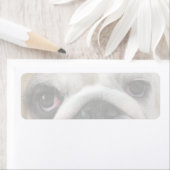 Bulldogg-Augen (Insitu)