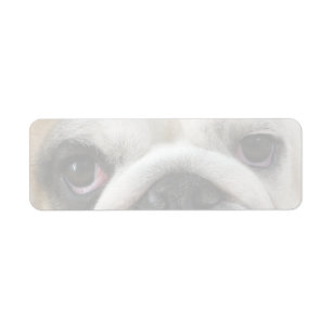 Bulldogg-Augen