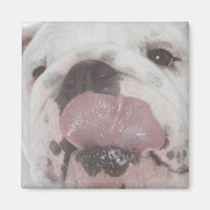Bulldogge 2 magnet