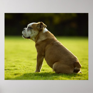 Bulldogge auf dem Gebiet Poster