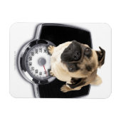 Bulldogge auf der Waage, der auf die Kamera schaut Magnet (Horizontal)