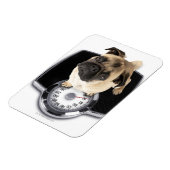 Bulldogge auf der Waage, der auf die Kamera schaut Magnet (Linke Seite)