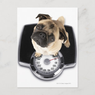 Bulldogge auf der Waage, der auf die Kamera schaut Postkarte