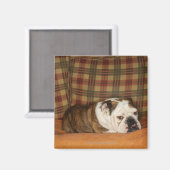Bulldogge auf einem Sofa Magnet (Vorderseite/Rückseite)