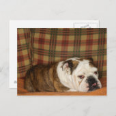 Bulldogge auf einem Sofa Postkarte (Vorne/Hinten)