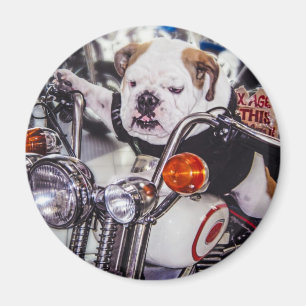 Bulldogge auf Motorrad Magnet
