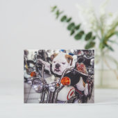 Bulldogge auf Motorrad Postkarte (Stehend Vorderseite)