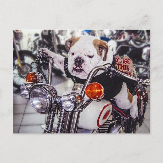 bulldogge auf motorrad postkarte zazzle de