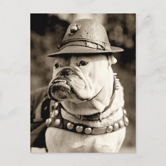 Bulldogge auf Patrouille mit Hut und Kap Postkarte (Vorderseite)