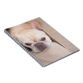 Bulldogge auf Sofa Notizblock (Rechte Seite)