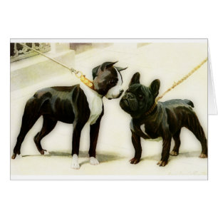 BULLDOGGE BOSTONS TERRIER&FRENCH