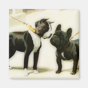BULLDOGGE BOSTONS TERRIER&FRENCH MAGNET